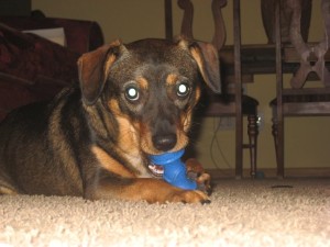 tasty blue bone